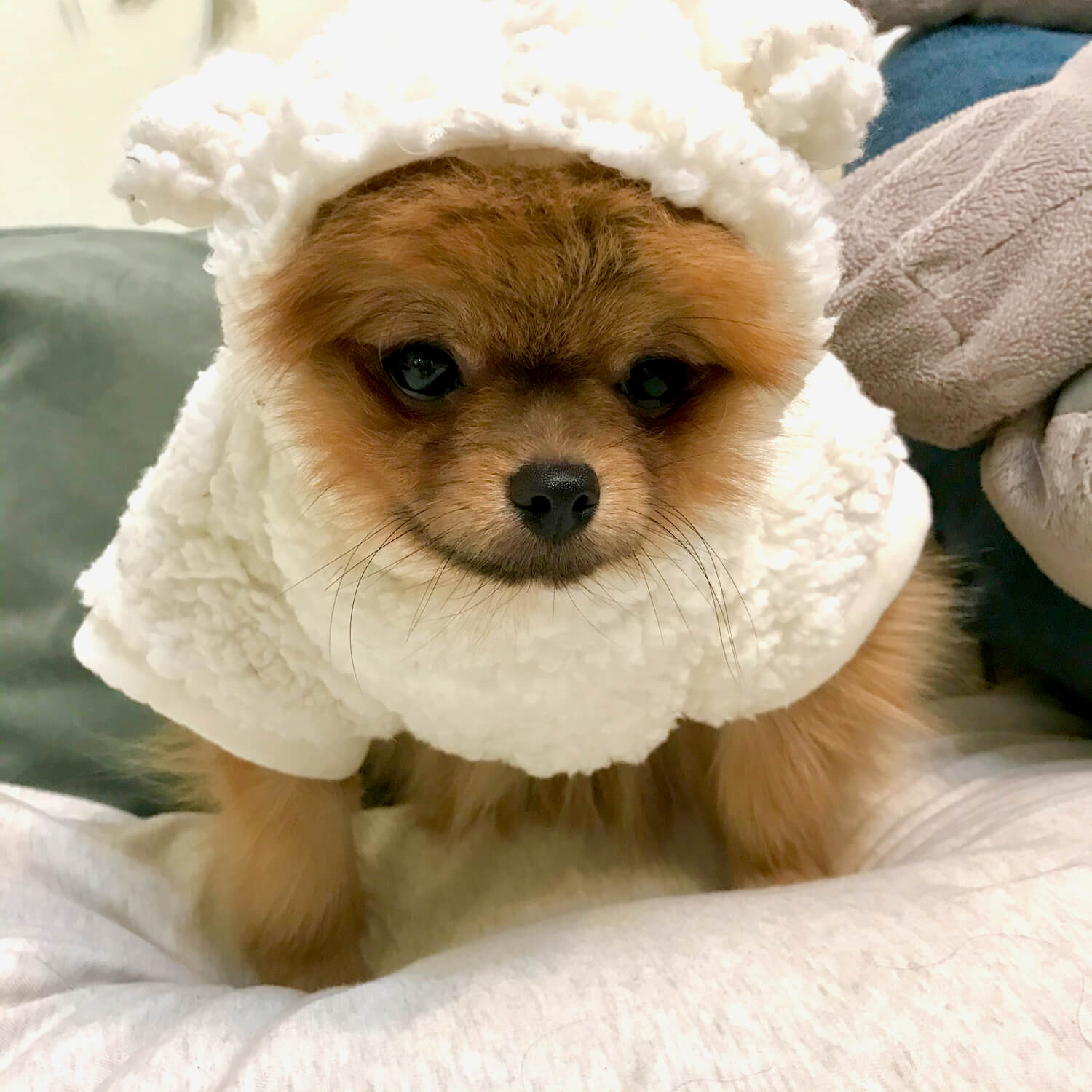 FAQ About Mini Pomeranian Dog